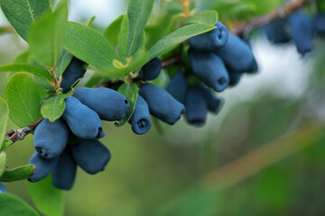 Haskap berry on twigs on a plantation in Poland