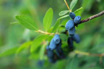 Haskap berry on twigs on a plantation in Poland
