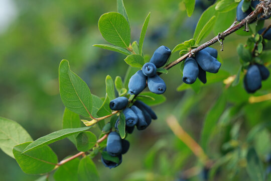 Haskap berry on twigs on a plantation in Poland