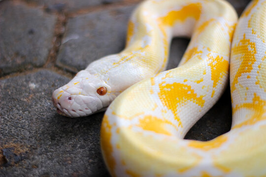 The yellow and white Burmese python (Python Bivittatus) has beautiful patterns