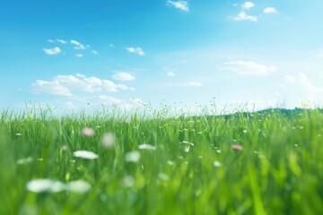 Daytime meadow backgrounds landscape outdoors.