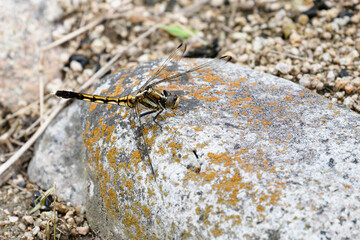 岩で休むムギワラトンボ