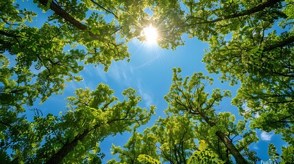 Fototapeta premium Vibrant Spring Foliage Framing the Bright Blue Sky