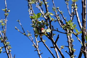 Apple tree branch with pink buds against clear blue sky and other branches on a sunny spring day - horizontal photo