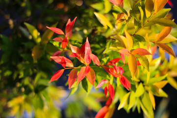 Red shoot leaves or daun pucuk merah (Syzygium myrtifolium), red shoot leaves background