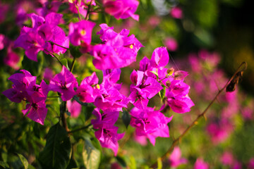 Purple Paper Flowers or Bugenvil (Bougenvillia Spectabillis)