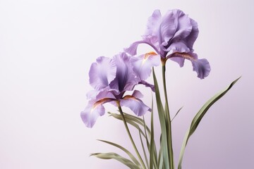 Purple Siberian iris blossom flower nature.