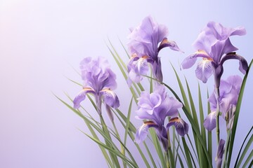 Obraz premium Purple Siberian irises blossom flower nature.