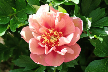 Peach and red double peony paeonia ‘Copper Kettle’ in flower