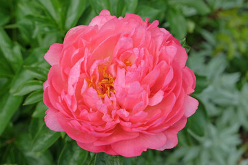 Salmon pink double peony paeonia ‘Coral Sunset’ in flower © Alexandra