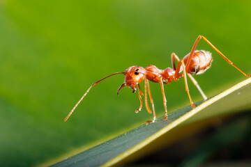 Red ant on a leaves with green  background
