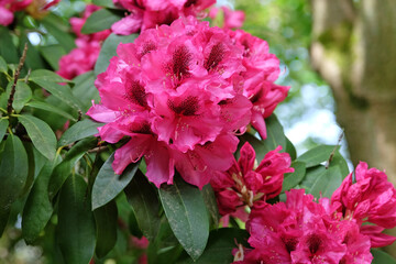 Bright pink Rhododendron azalea ‘Viscount Powerscourt’ in flower.
