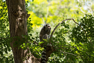 Kind and non-hostile animals lemurs