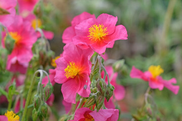 Pink Helianthemum sun rose ‘Ben Ledi’ in flower