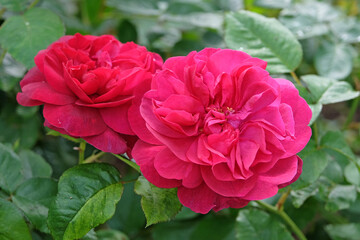 Deep Pink shrub rose Rosa ‘Darcey Bussell’ in flower.