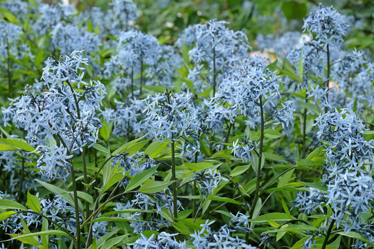 Amsonia tabernaemontana variety salicifolia, also known as Willow Leaf Blue Star in flower.