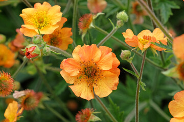 Orange Geum, also known as avens, ‘Totally Tangerine’ in flower.