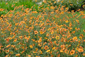 Orange Geum, also known as avens, ‘Totally Tangerine’ in flower.