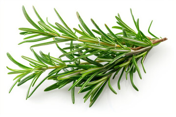 Fototapeta premium Fresh Rosemary Sprig Isolated on White Background
