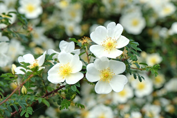 White single shrub rose, Rosa spinosissima ‘Dunwich Rose’ in flower