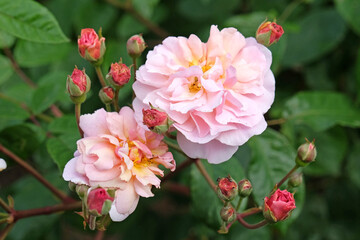 Pale pink and peach shrub rose, rosa ‘Cornelia’ in flower.