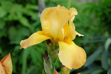 Fototapeta premium Yellow and cream bearded iris ‘Cream Cockatoo’ in flower.