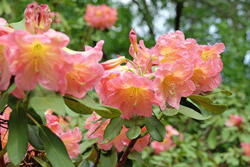 Apricot, pink and yellow Rhododendron ‘Bach Choir’ in flower