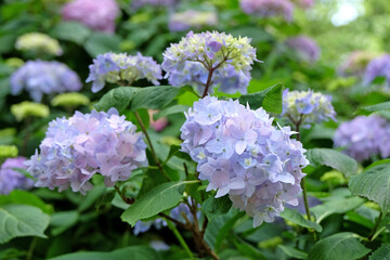 Blue Mophead Hydrangea macrophylla ‘Endless Summer’ in flower.