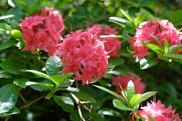 Bright pink Rhododendron ‘Homebush’ in flower