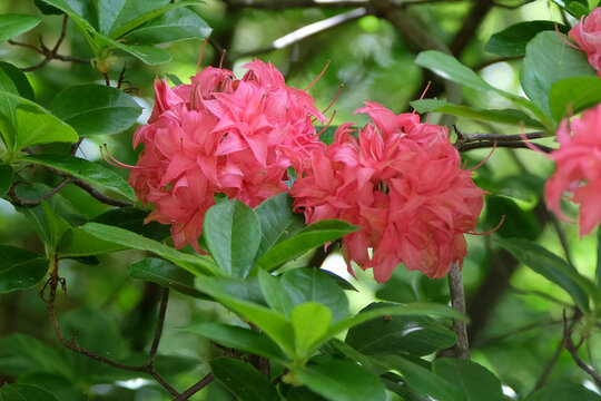 Bright pink Rhododendron &lsquo;Homebush&rsquo; in flower