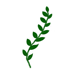 Many small green leaves on one stem.