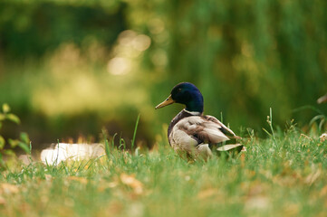 Close up view. Mallard duck standing on green grass in a serene park setting