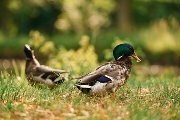 Mallard ducks resting on grass in sunny park setting
