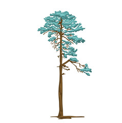 Colored simple illustration of pine tree mast drawing