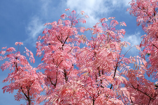Pink leaves of Toona sinensis &lsquo;Flamingo&rsquo;, also known as a Chinese Cedar tree.