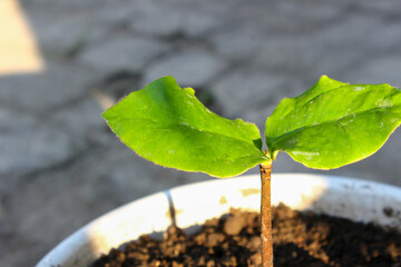 A small green plant is growing in a white pot. The plant is surrounded by dirt and he is in a small container
