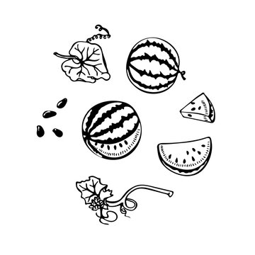 vector black and white linear watermelon set