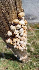 Escargots