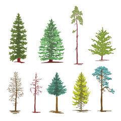 Set of color illustrations of coniferous trees, spruces, pines. illustration