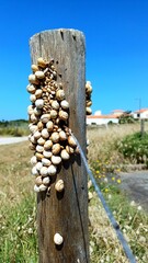 Escargots