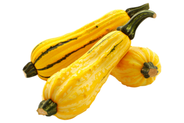 Delicata squash isolated on a white background, great for autumn themes and decorations.