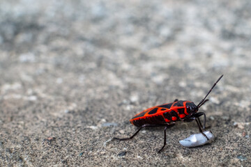 Red and black bedbug insect pushing food. Macro photography.