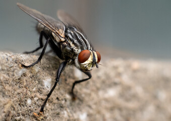 Fly insect alone on the wall. Macro photography.