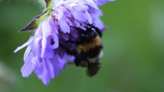 bumblebee drinks nectar from a flower