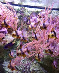 Poissons