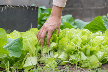 Hands of a woman checking how lettuce grows in a home garden.