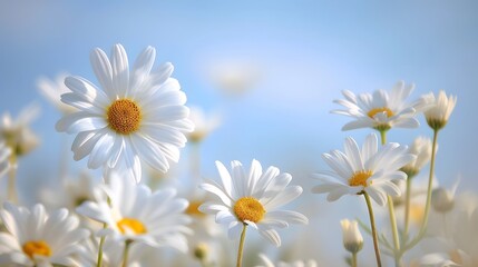 A field of white daisies, with the sky in the background. The flowers have yellow centers and petals that give them an elegant appearance.