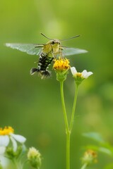 Photos of Pellucid Hawkmoth Cephonodes hylas.