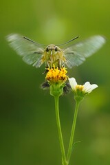 Photos of Pellucid Hawkmoth Cephonodes hylas on flower