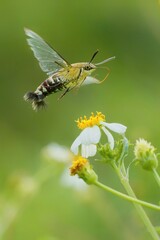  Photos flying of Pellucid Hawkmoth Cephonodes hylas on a flower